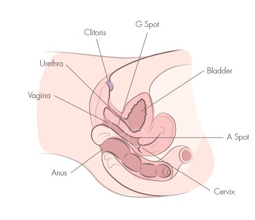 Clit clamp squirting vibrator